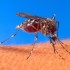La solución desarrollada por Oxitec es una suerte de control de la natalidad para insectos, y en el caso del dengue consiste en liberar machos del mosquito Aedes aegypti modifi cados genéticamente para que sean infértiles.
