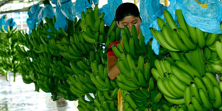 Unos $160 millones sería la pérdida en el rubro bananero si no hay una producción a tiempo