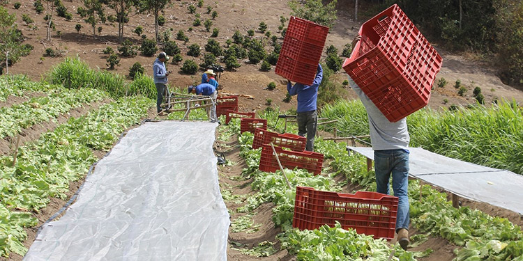 SAG: Pese a daños, no tendremos escasez de granos