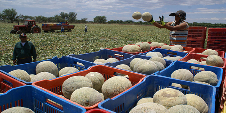 Alertas por retenciones de melón y camarón en Asia