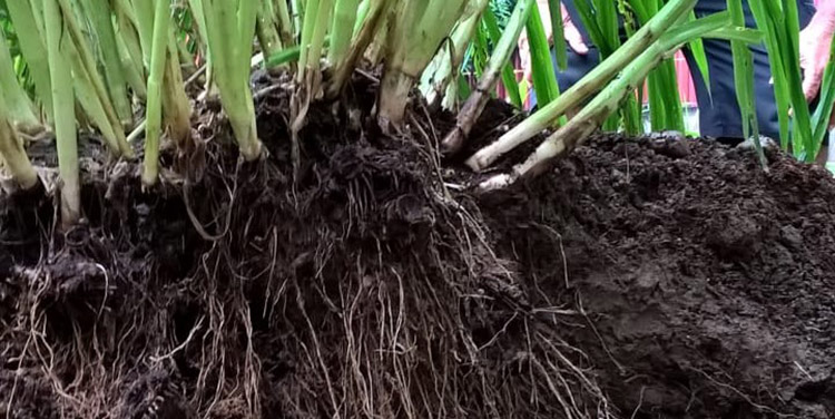 Según investigador pecuario: Honduras posee pasto forrajero único en Latinoamérica capaz de revolucionar la ganadería