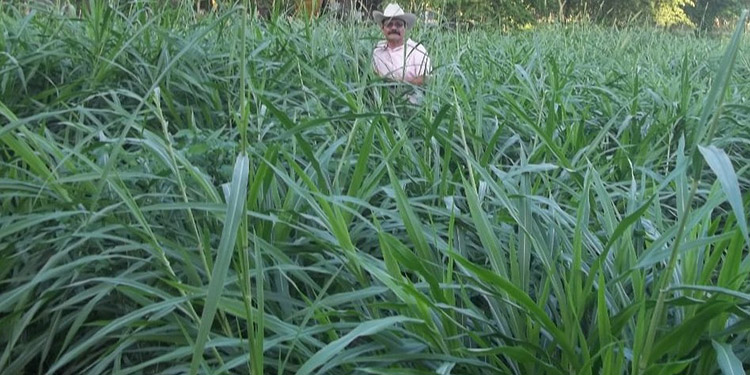 Según investigador pecuario: Honduras posee pasto forrajero único en Latinoamérica capaz de revolucionar la ganadería