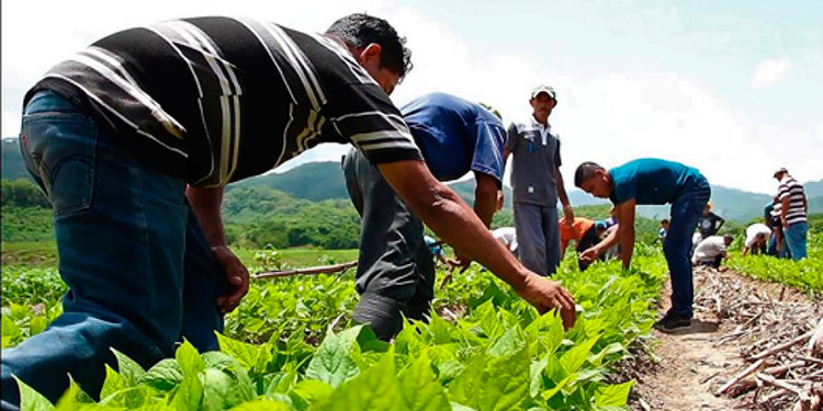 Emiten salvoconducto de movilización para productores independientes y de asociaciones
