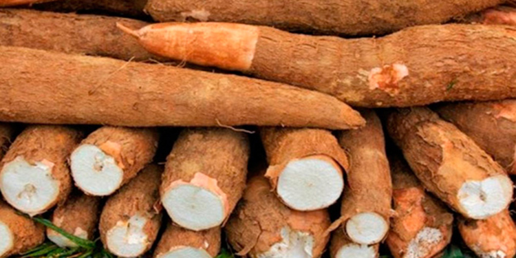 Tiran yuca en plena vía tras negación de permisos