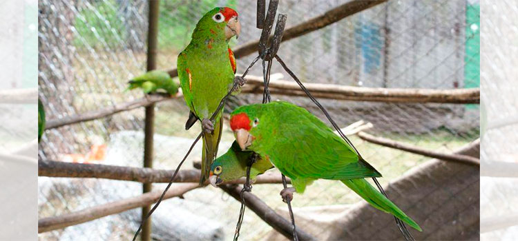 Condenan a tres años de cárcel a hombre por la venta de cuatro loros en Valle de Ángeles  