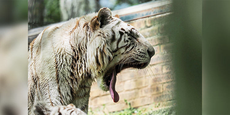 COVID-19 se extiende en Zoo del Bronx y ya hay 5 tigres y 3 leones afectados