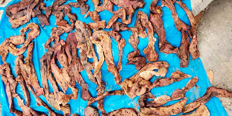 Incineran varias libras de carne descompuesta