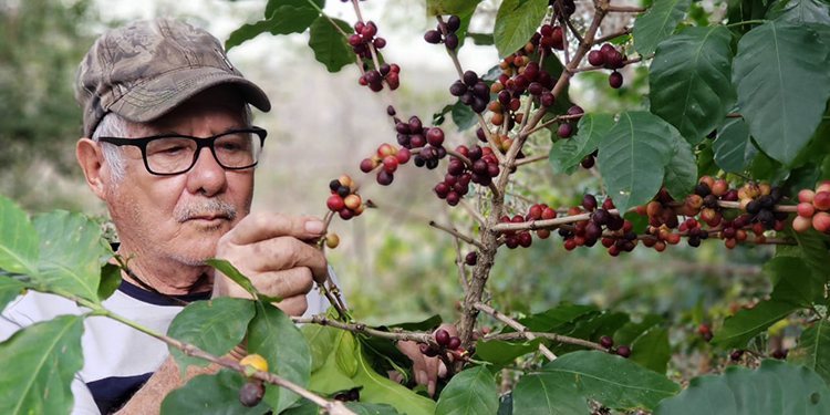 Productores recibirán bono cafetalero y de solidaridad productiva, esta semana