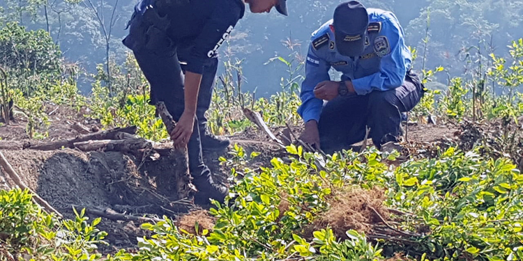 Destruyen plantación de coca y un narcolaboratorio en Yoro (Vídeo)