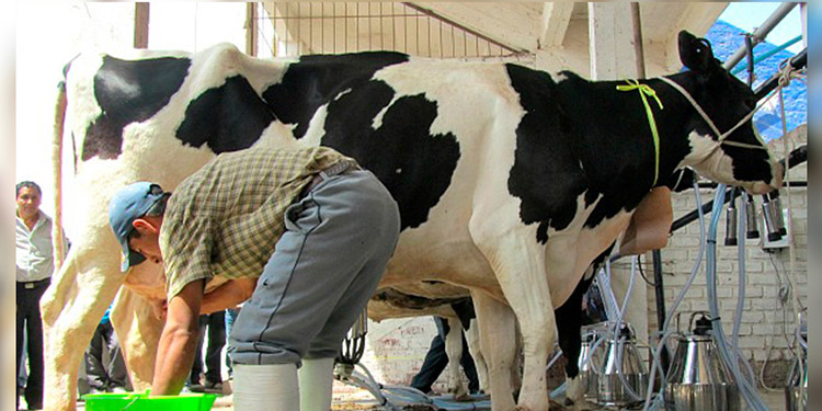 CN pide que se compre con prioridad leche de productores nacionales
