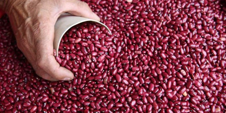 Gobierno prohíbe la exportación de frijol