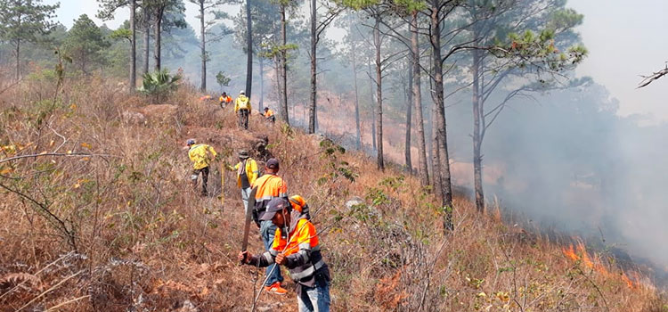 El 95% de los incendios forestales en Honduras son provocados por manos criminales