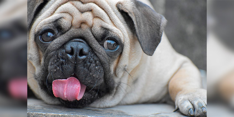 EEUU reporta su primer caso positivo de coronavirus en un perro