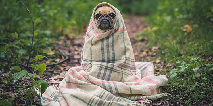 EEUU reporta su primer caso positivo de coronavirus en un perro
