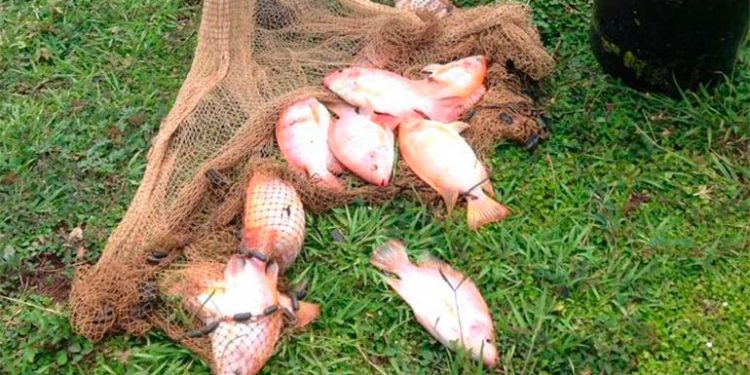 Listos 1.5 millones de libras de tilapia roja para ser comercializadas