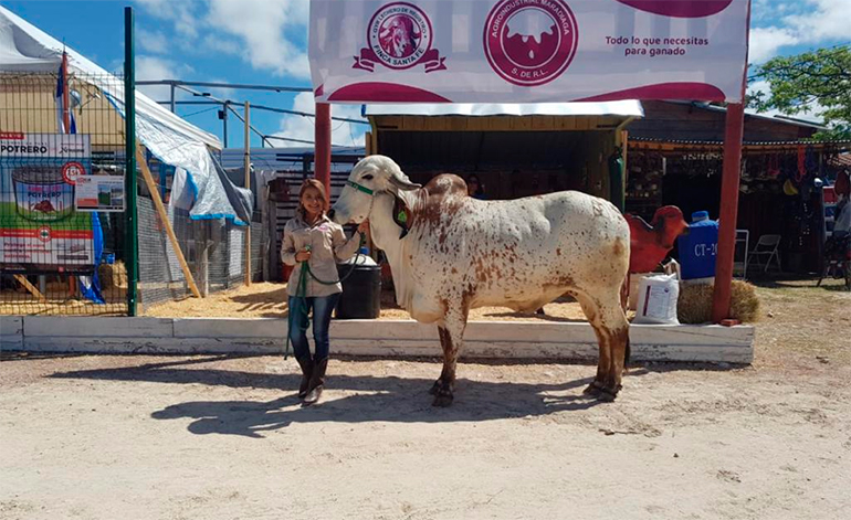 Honduras muestra avance en el mejoramiento de la genética de ganado