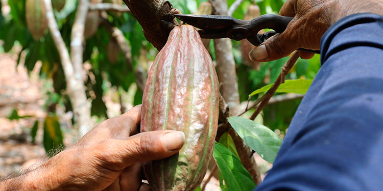 Un ingreso de 5 millones de dólares tendrá Honduras por producción de cacao