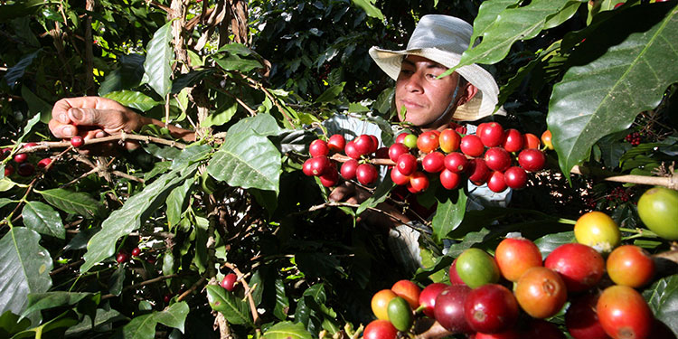 Más de 91,000 productores serán beneficiados con el bono cafetalero