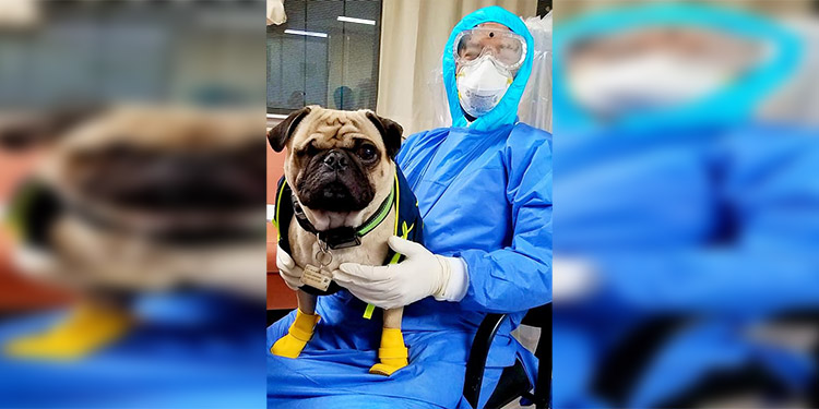 Un perro ayuda a aliviar el estrés en personal de salud de hospital mexicano (Video)