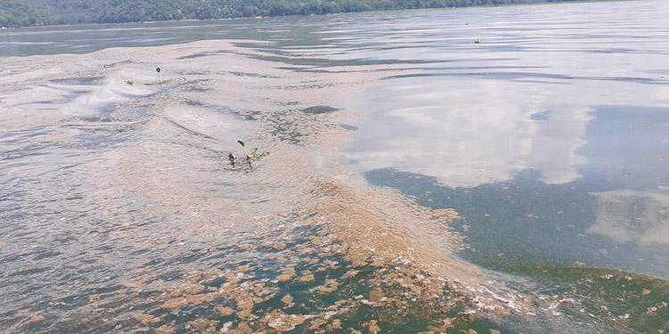 Investigarán contaminación del Lago de Yojoa por sustancia