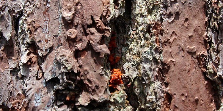 Gorgojo descortezador amenaza nuevamente bosques de Siguatepeque