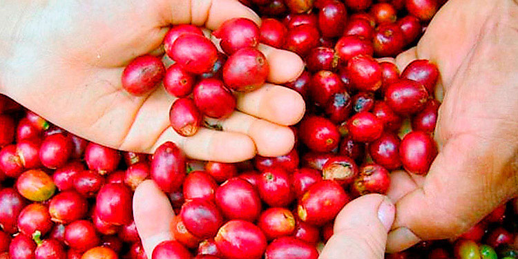 $713.65 millones dejan las exportaciones de café