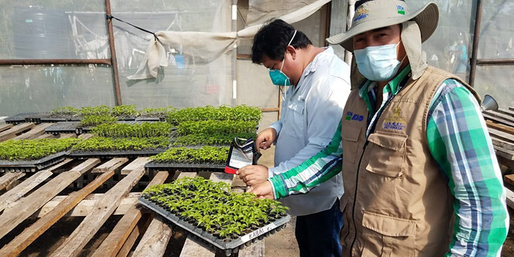 Continúa exportación de camote a Europa