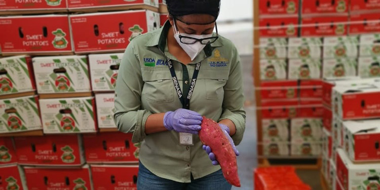 Continúa exportación de camote a Europa