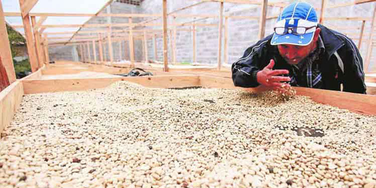 A $802 millones ascienden las exportaciones de café