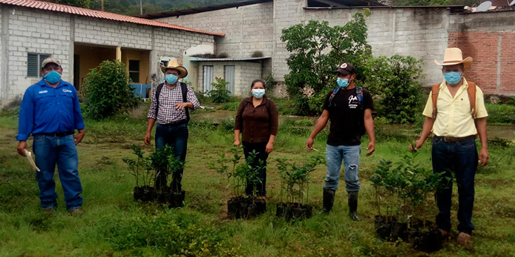Unión Europea e IICA: Fomentan diversificación de cultivos en fincas cafetaleras