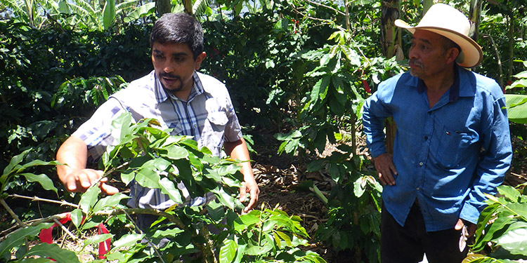 Unión Europea e IICA: Fomentan diversificación de cultivos en fincas cafetaleras