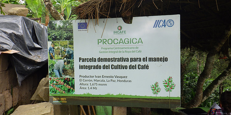 Unión Europea e IICA: Fomentan diversificación de cultivos en fincas cafetaleras