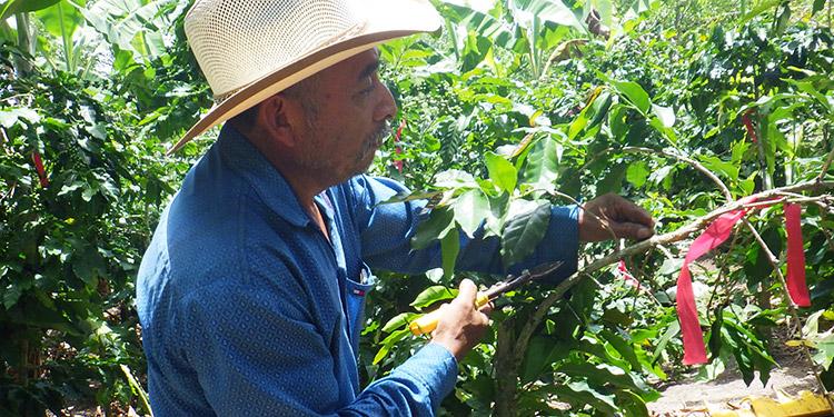 Unión Europea e IICA: Fomentan diversificación de cultivos en fincas cafetaleras