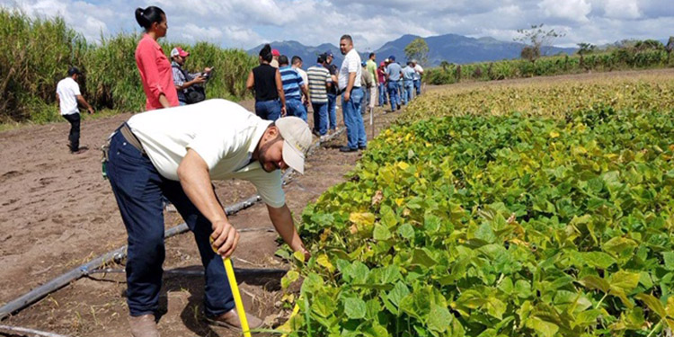 Productores esperan cosechar 850 mil quintales de frijol