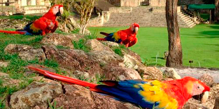 Guacamaya Fest en Copán Ruinas este año es virtual