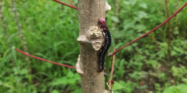 Como plaga apocalíptica invasión de gusanos arrasa con cultivos