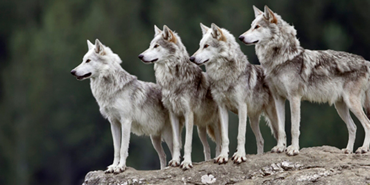 Nacen ocho cachorros de lobo gris mexicano en Saltillo
