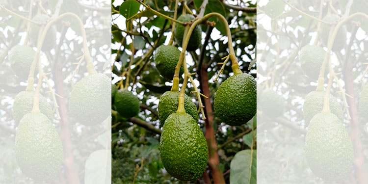 Unos 4.4 millones de dólares en divisas genera exportación de aguacate