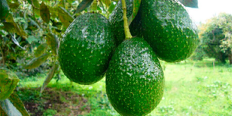 Plan Nacional de Aguacate da frutos