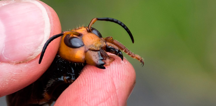 La avispa gigante asiática no representa una amenaza inminente para Honduras