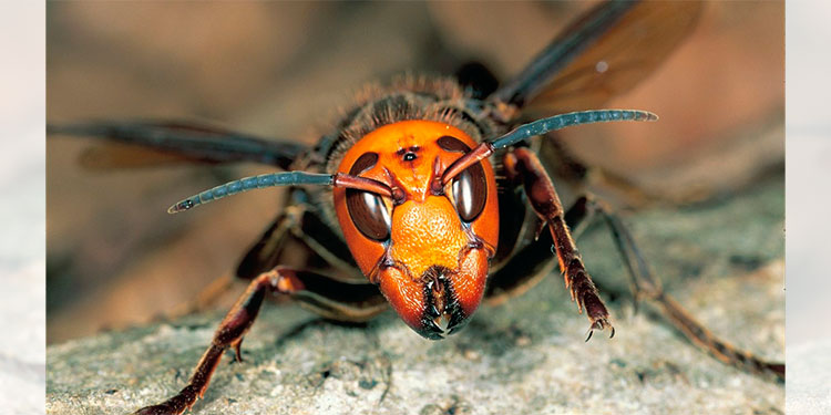 OIRSA: Apicultores deben estar alertas ante "Avispa Gigante Asiática"