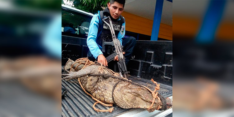 Rescatan cocodrilo en zona pública de La Ceiba y lo trasladan a ‘Cuero y Salado’