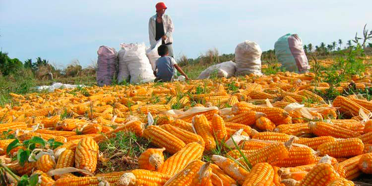 Aumentará 30% la producción de maíz