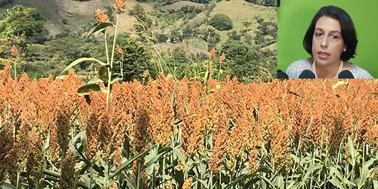 En apogeo las siembras de primera con invierno copioso