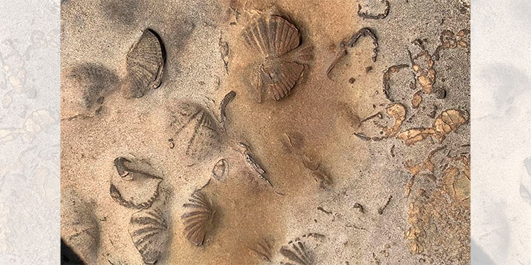 Hallan restos fósiles de animales marinos en una reserva indígena en Bolivia