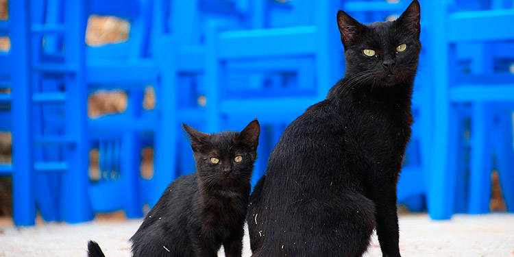 Sacrifican gatos negros para hacer remedios caseros contra el COVID-19