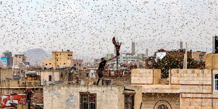 Plaga de langostas que viaja hasta 150 kilómetros diarios amenaza a Argentina