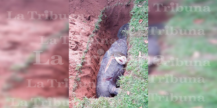Hallan un manatí muerto junto a su cría en La Ceiba