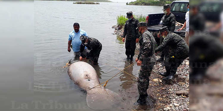 Hallan un manatí muerto junto a su cría en La Ceiba