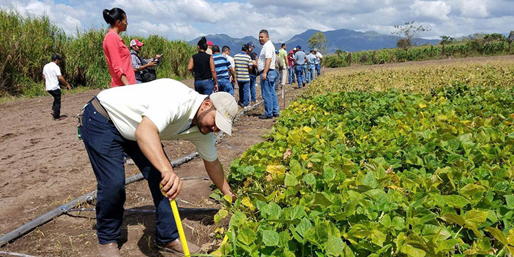 Productores y técnicos se capacitan en producción y manejo de frijol